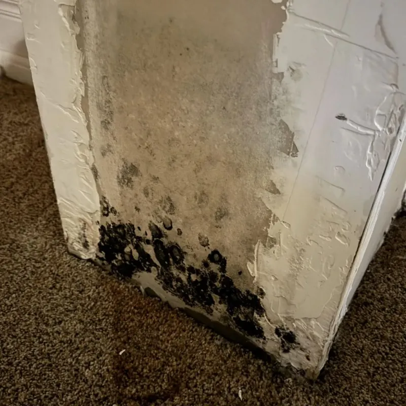 Professional Mold Removal in Vicksburg, MS